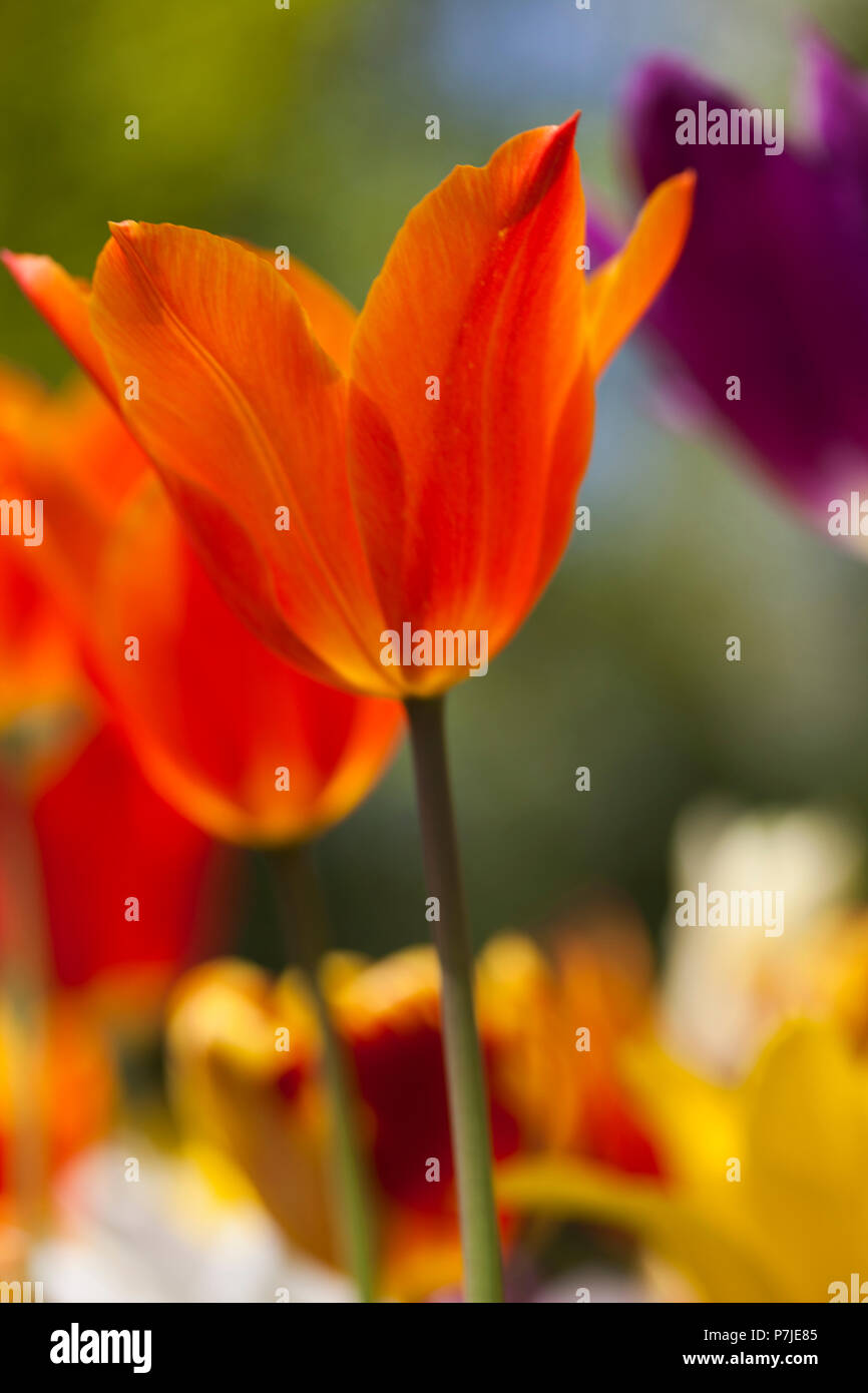 Tulip flowers close up Stock Photo - Alamy