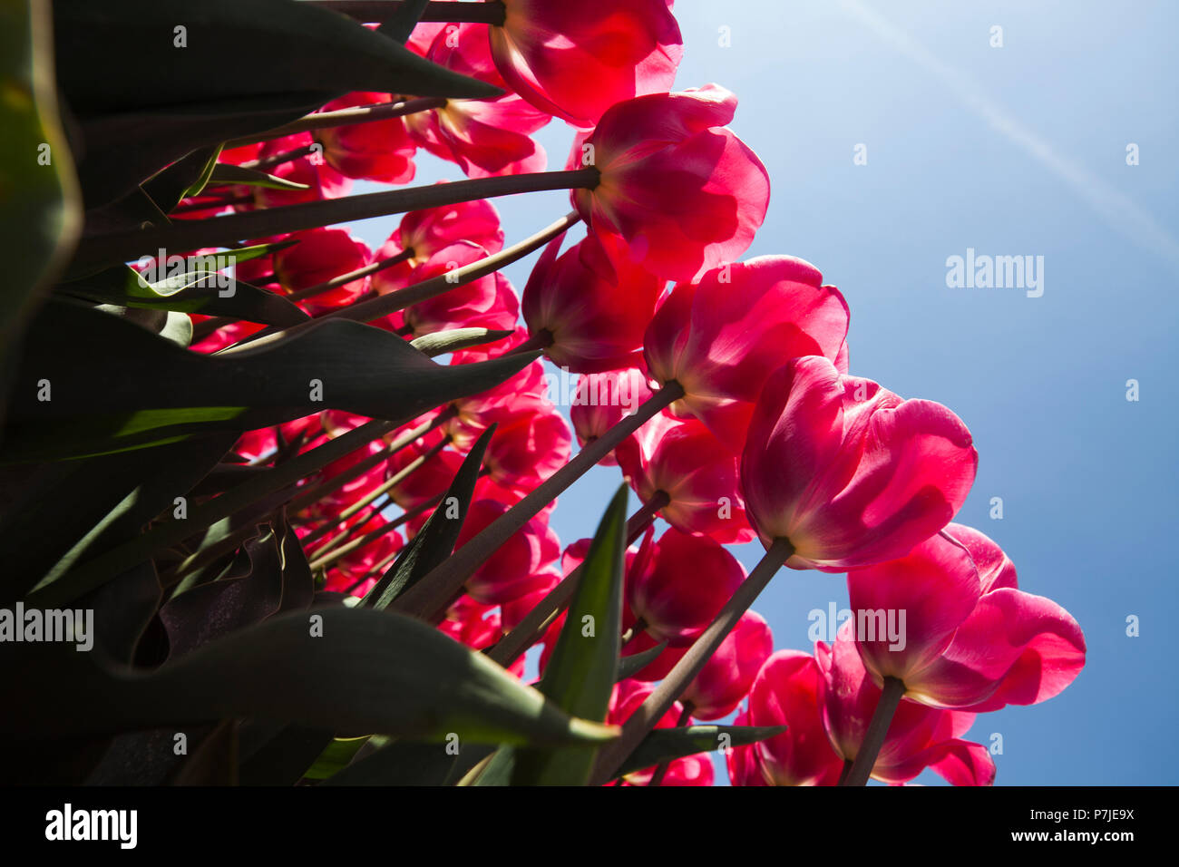 Beautiful close up macro tulip Stock Photo - Alamy