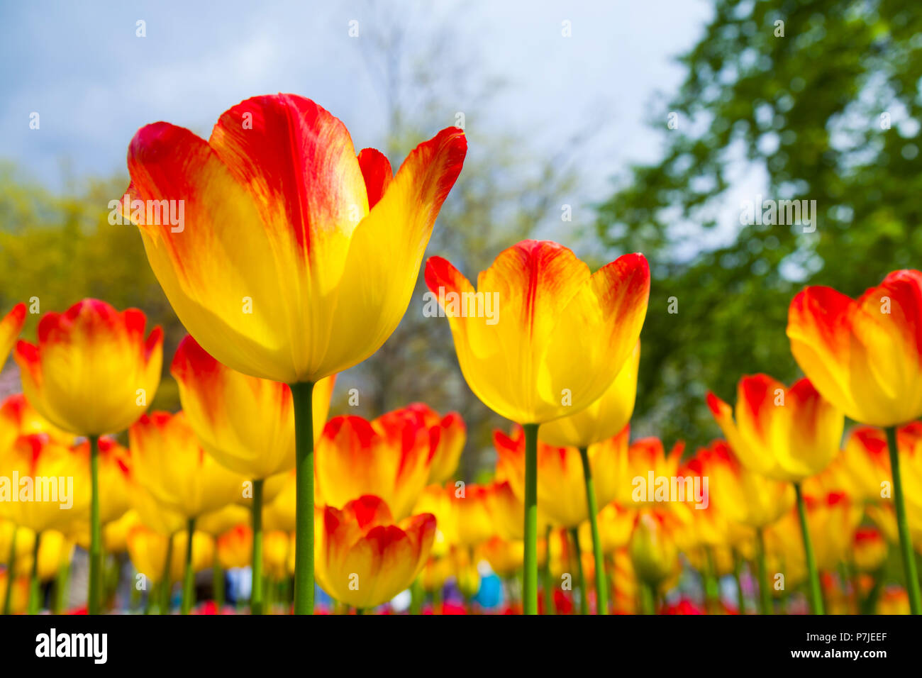 Tulip flowers close up Stock Photo Alamy