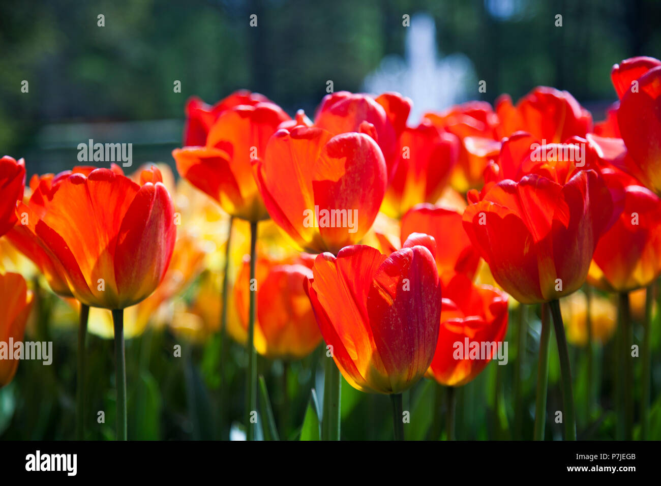 Tulip flowers close up Stock Photo Alamy