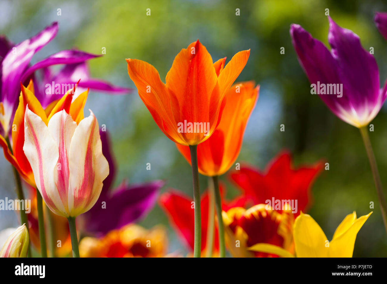 Tulips in a field in spring Stock Photo - Alamy