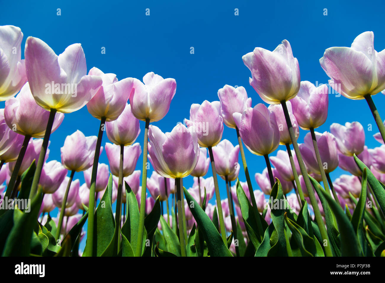 Beautiful close up macro tulip Stock Photo - Alamy