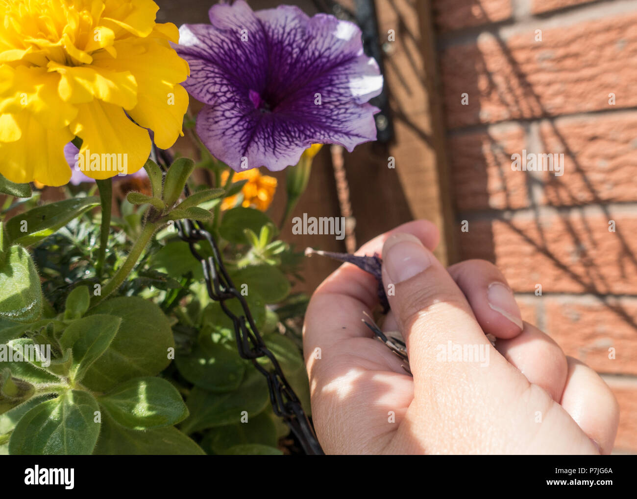 removing dead heads from flowers in a British garden Stock Photo Alamy