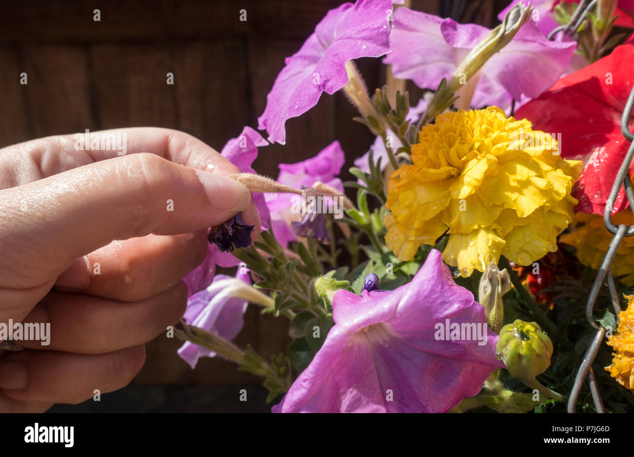 Removing dead flowers from garden hires stock photography and images