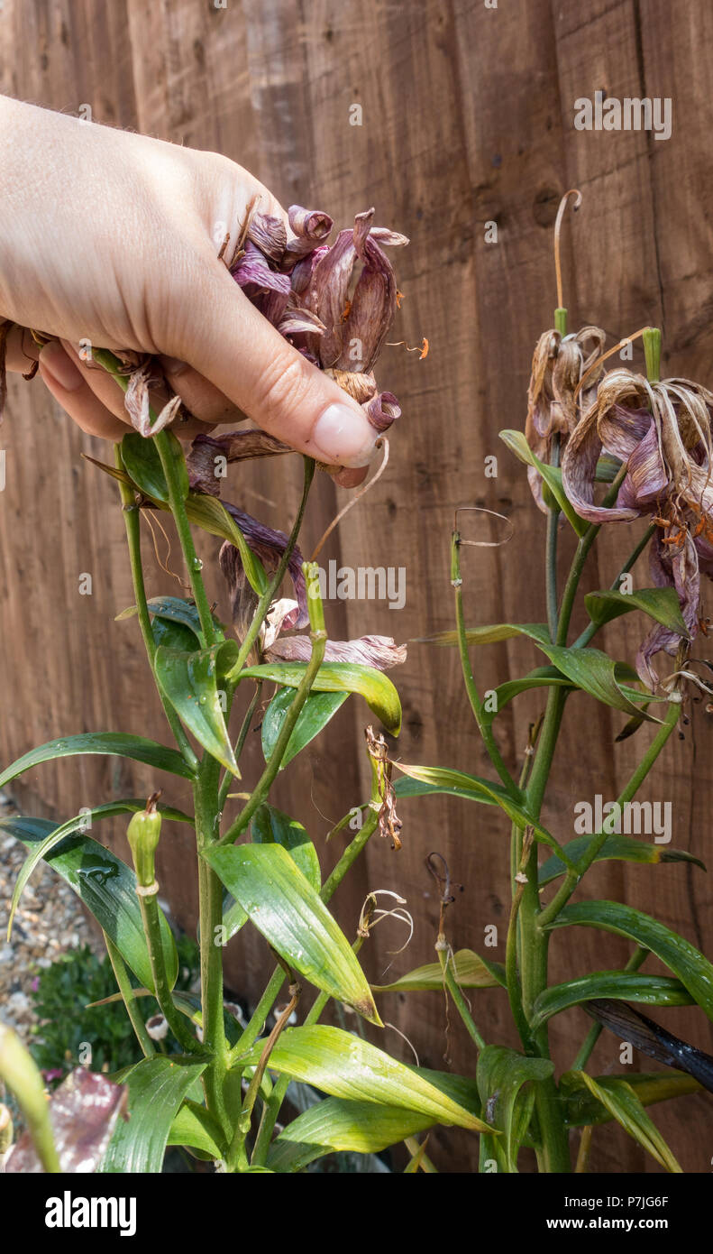 removing dead heads from flowers in a British garden Stock Photo