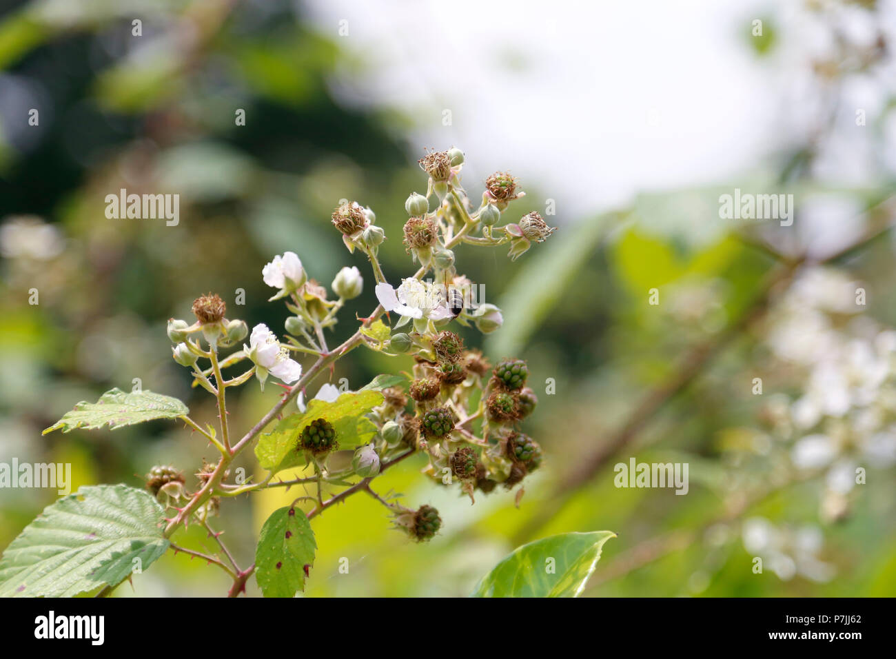 Honey Bee on blackberry flower Stock Photo