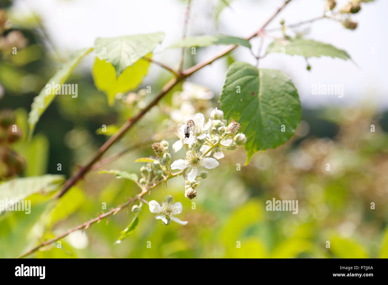 Honey bee on blackberry bush Stock Photo