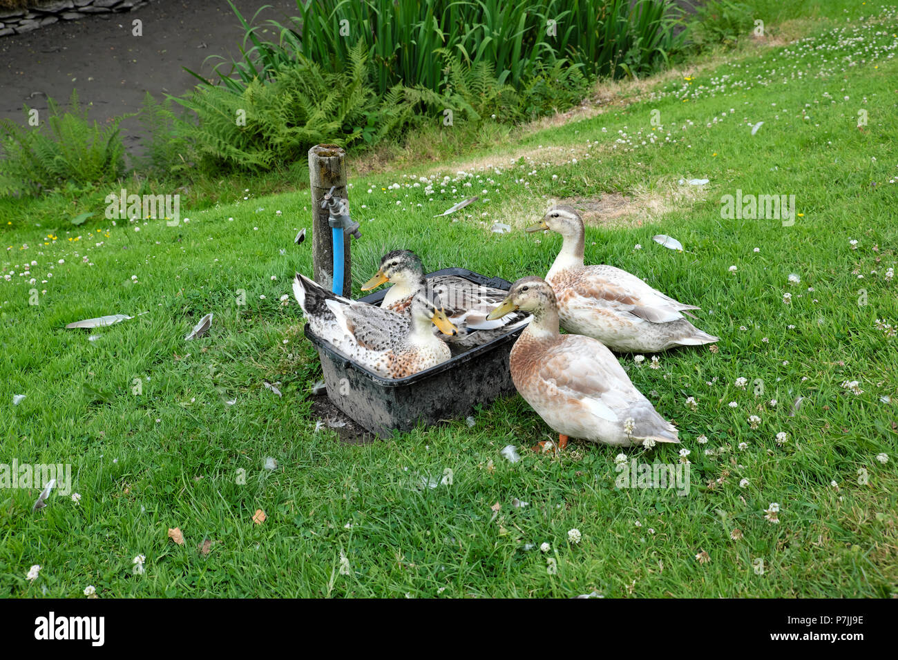 Ducks having a bath in water in a washing up bowl in the garden as garden pond has dried up in 2018 summer heatwave Wales UK  KATHY DEWITT Stock Photo