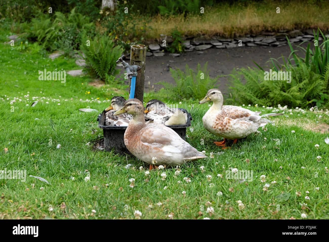 Ducks having a bath in water in a washing up bowl in the garden as garden pond has dried up in 2018 summer heatwave Wales UK  KATHY DEWITT Stock Photo