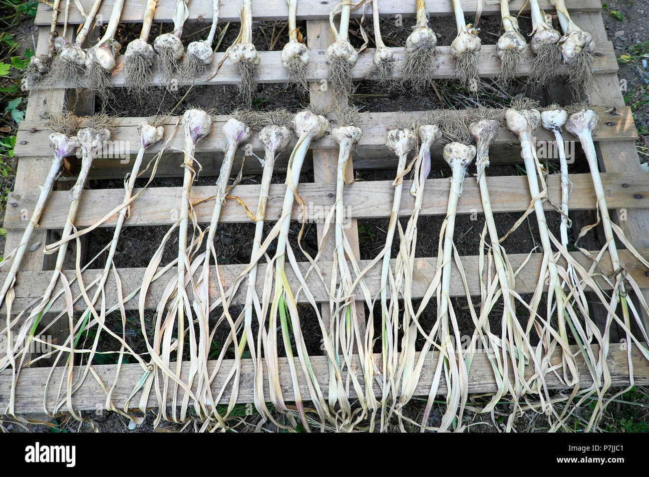 Garlic bulbs growing hires stock photography and images Alamy
