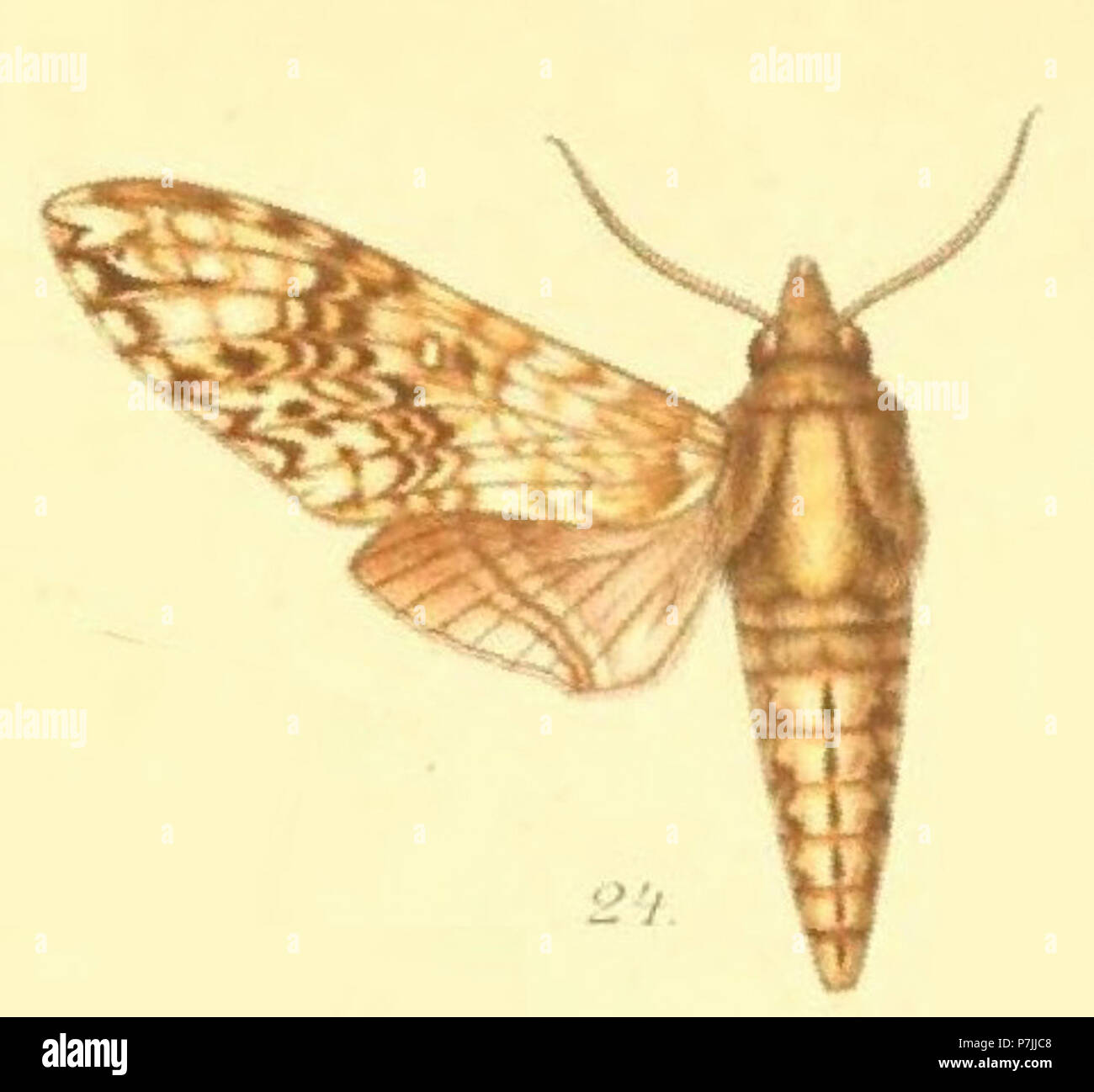 24-Poliana buchholzi (Plötz 1880) (Protoparce weiglei). Stock Photo