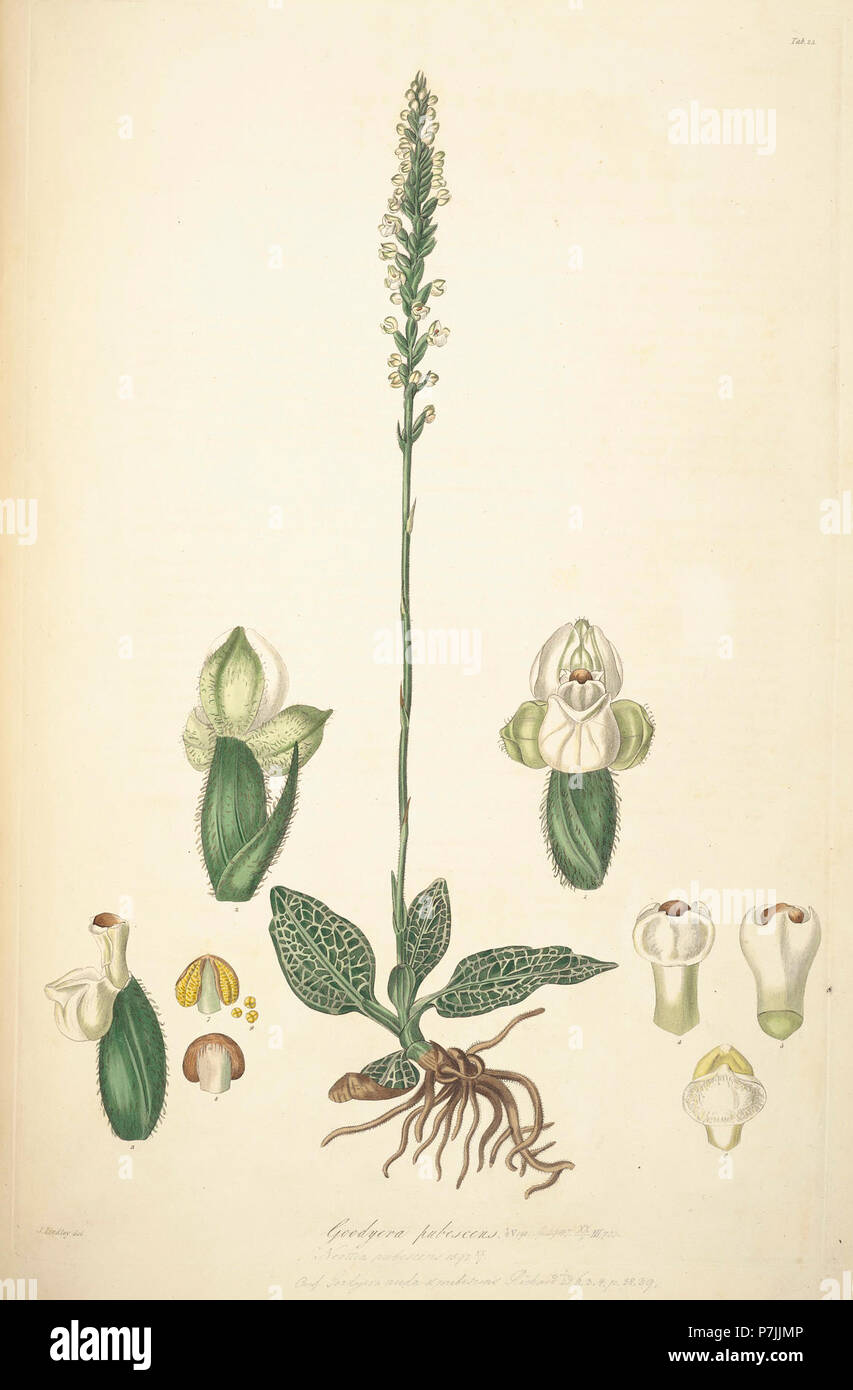 25 Goodyera pubescens - John Lindley - Collectanea botanica (1821). Stock Photo