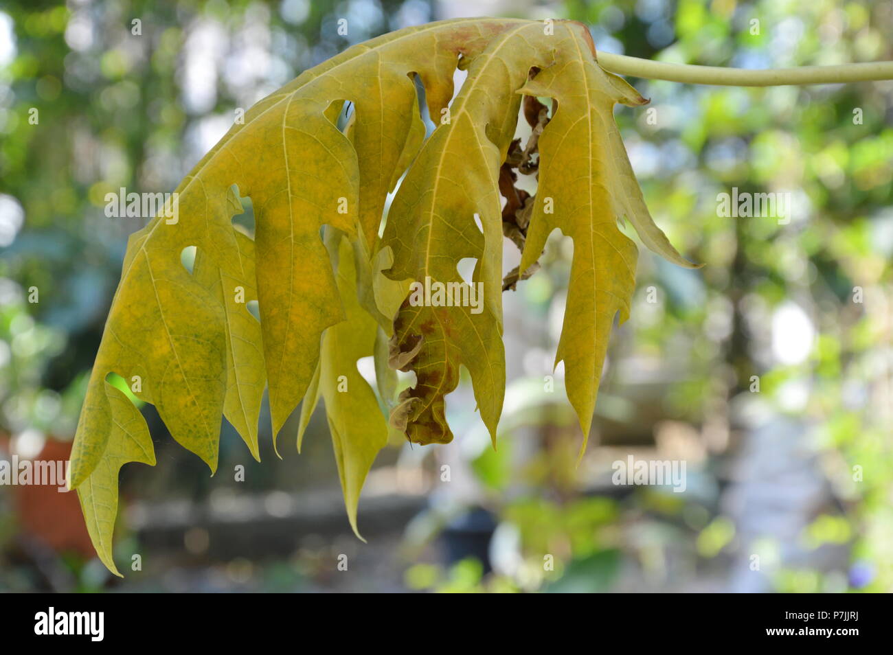 dry papaya leaf on branch in backyard garden Stock Photo Alamy