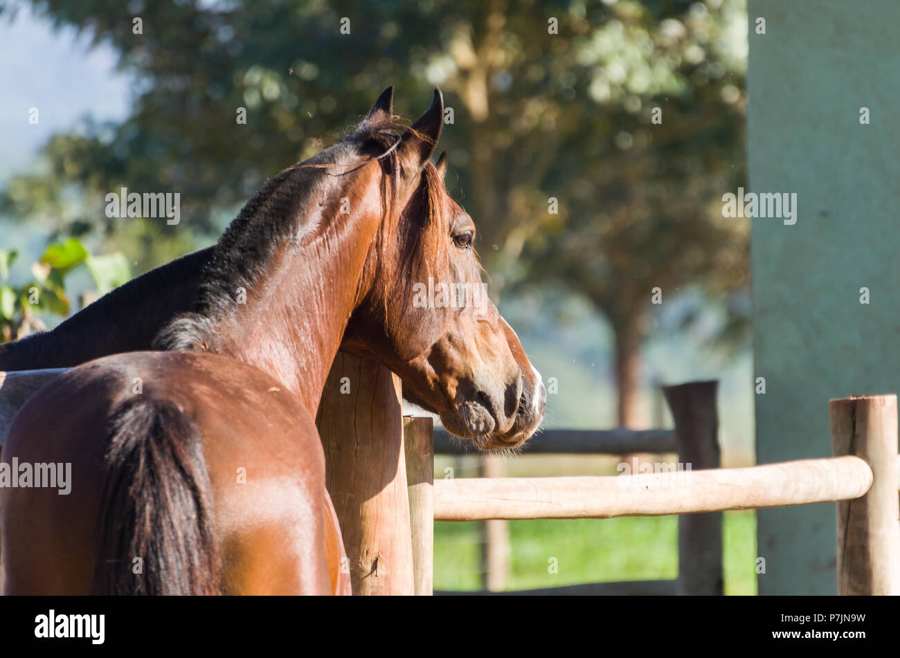 Horses of the Creole breed in farm Stock Photo - Alamy