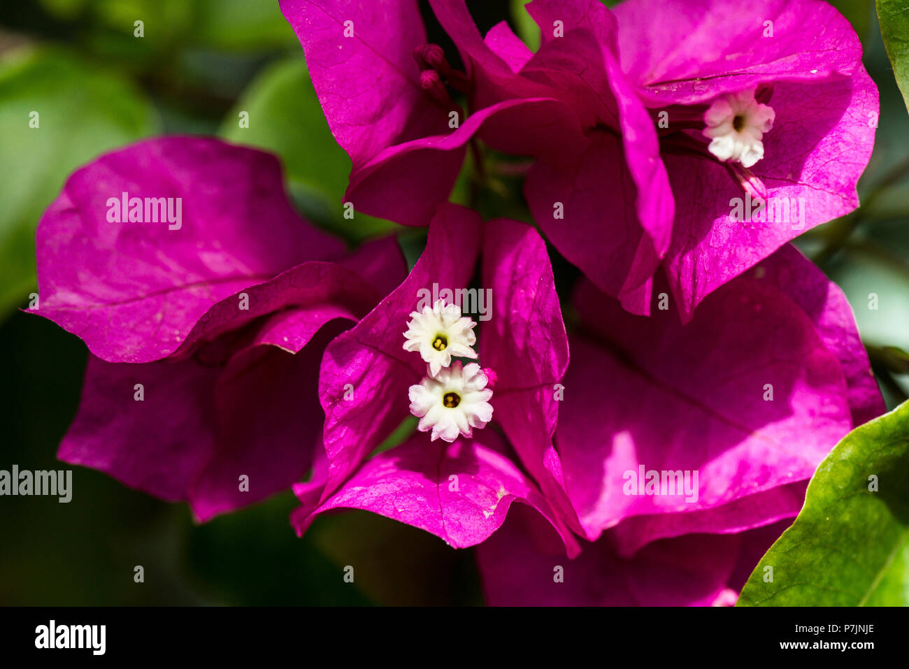 A close up of the white flowers of the lesser bougainvillea (Bougainvillea glabra) surrounded by purple-pink bracts Stock Photo
