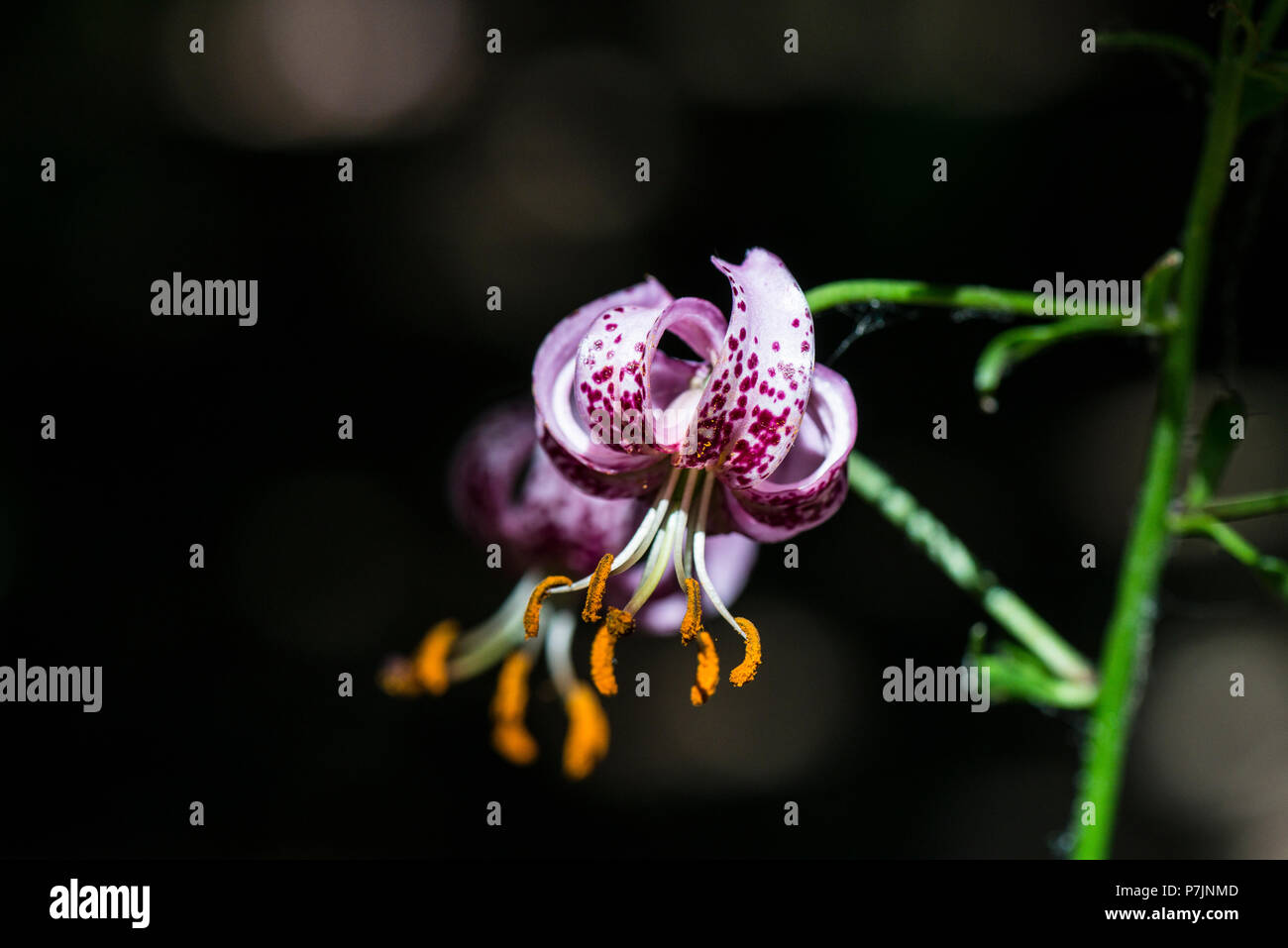 A close up of a Turk's cap lily flower (Lilium martagon) Stock Photo