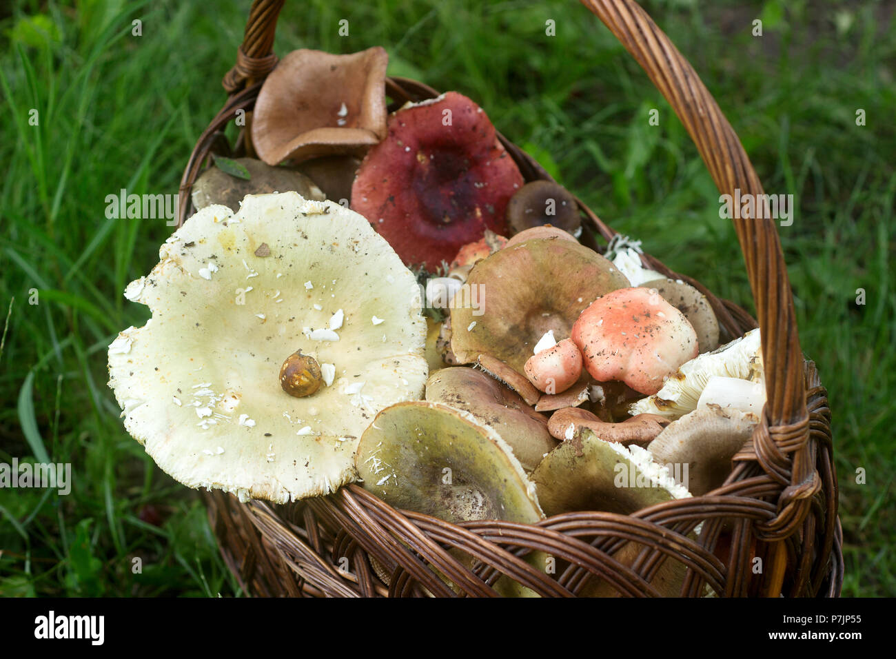 A full basket of summer forest mushrooms of different pastel tones against the background of a forest glade. Selective focus. Stock Photo