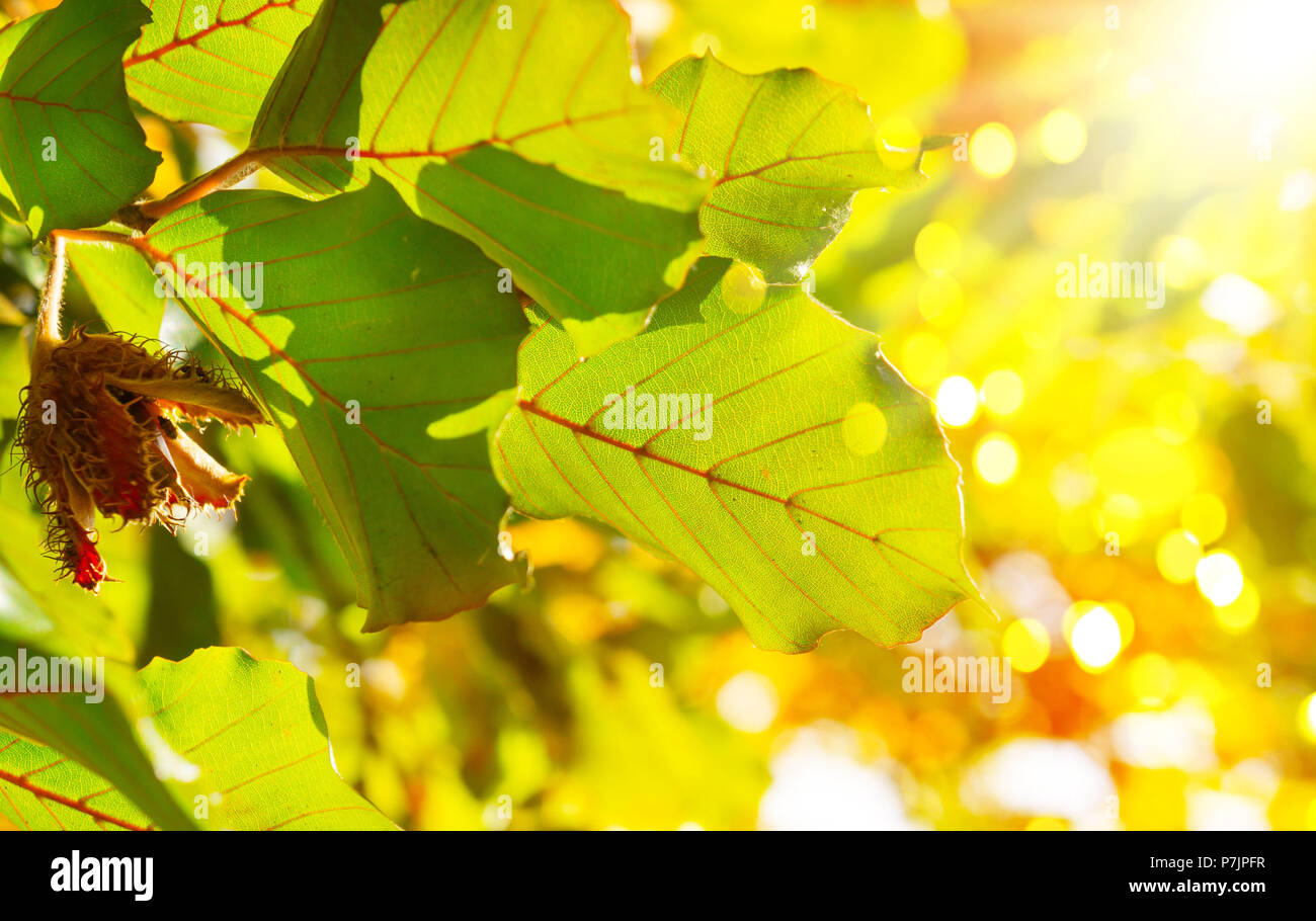 Indian beech tree hi-res stock photography and images - Alamy