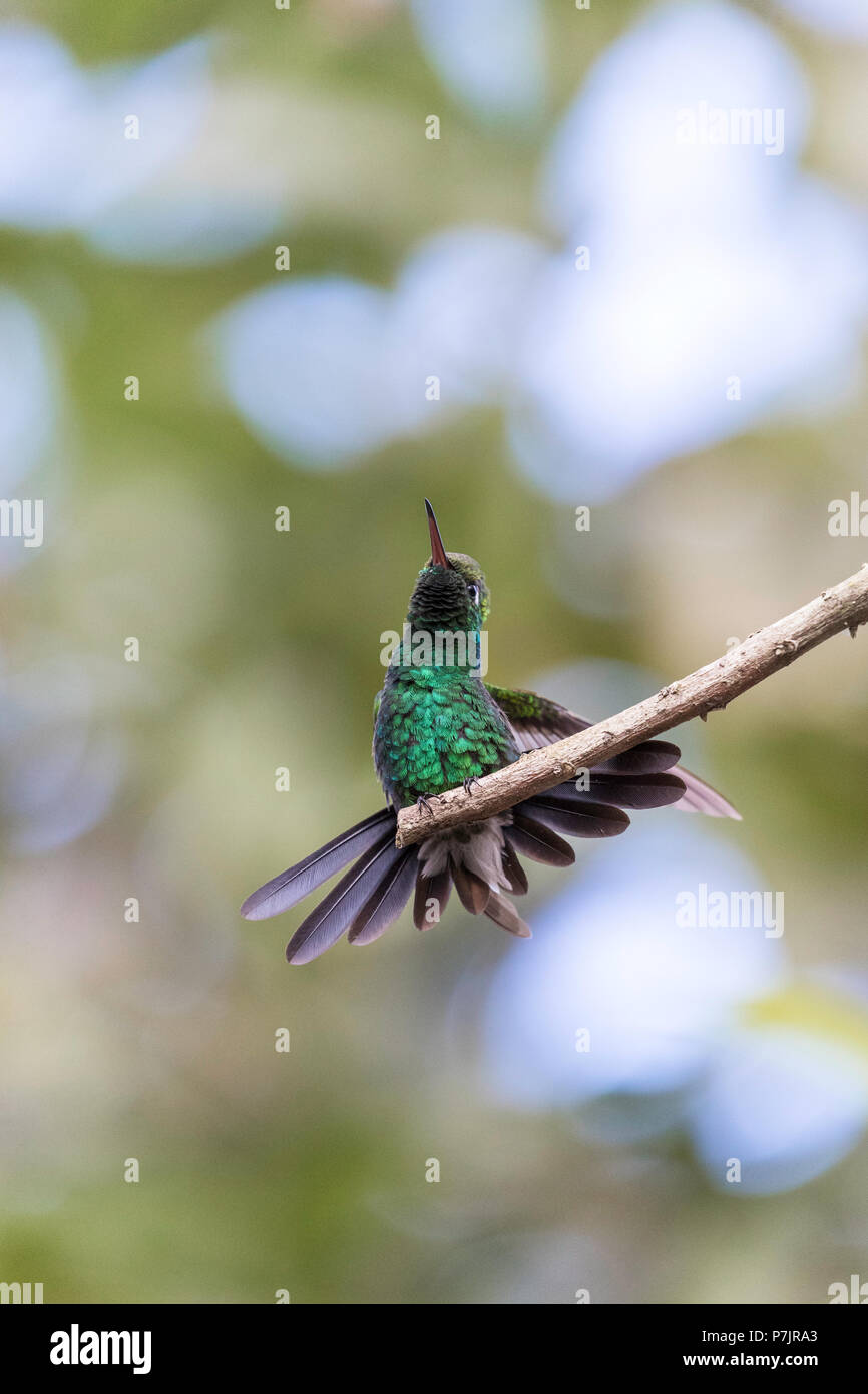 A wild adult Cuban emerald hummingbird, Chlorostilbon ricordii, Zapata National Park, Cuba. Stock Photo