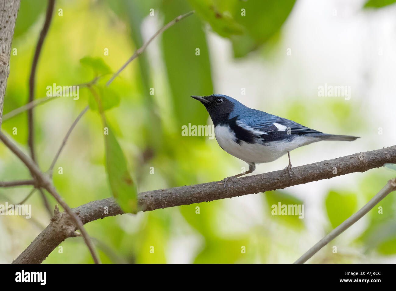 An adult black-throated blue warbler, Dendroica caerulescens, Zapata National Park Cuba. Stock Photo