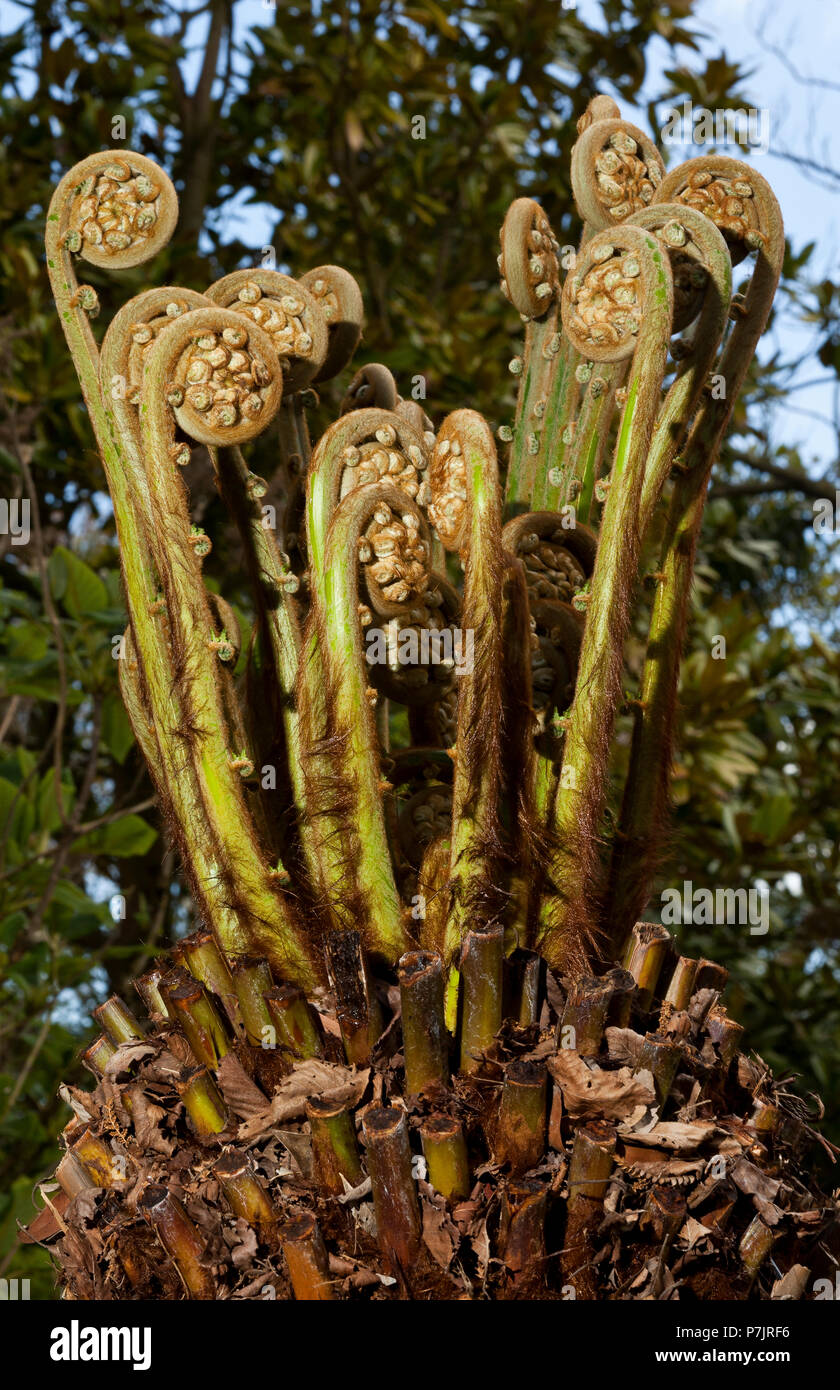 New growth of a Tree Fern Stock Photo