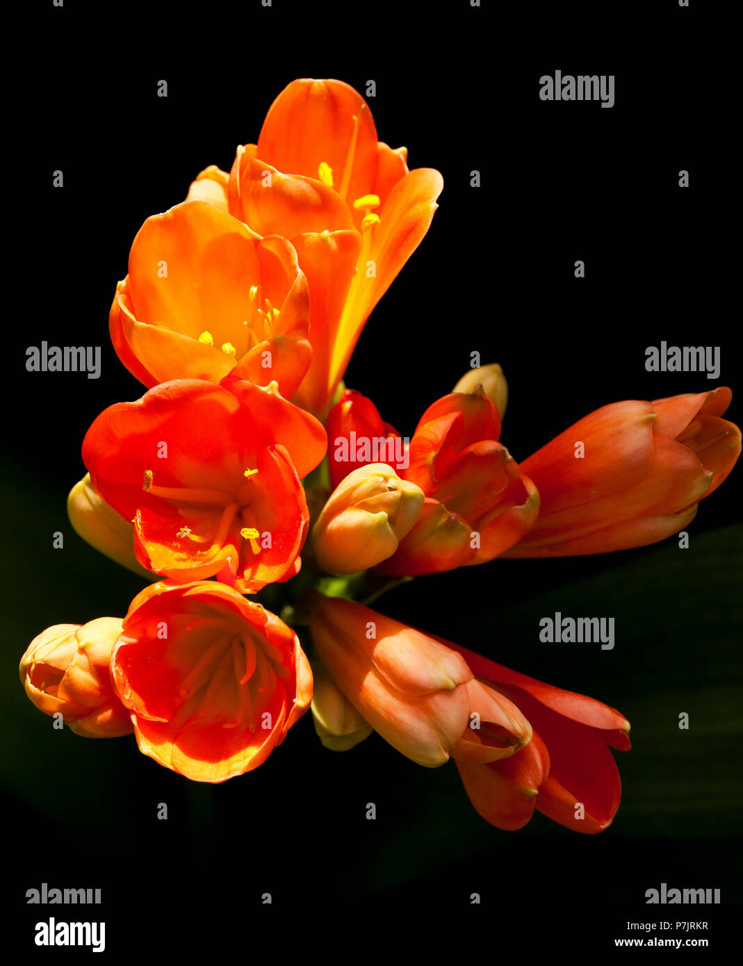 Orange coloured flowers blooming Stock Photo - Alamy
