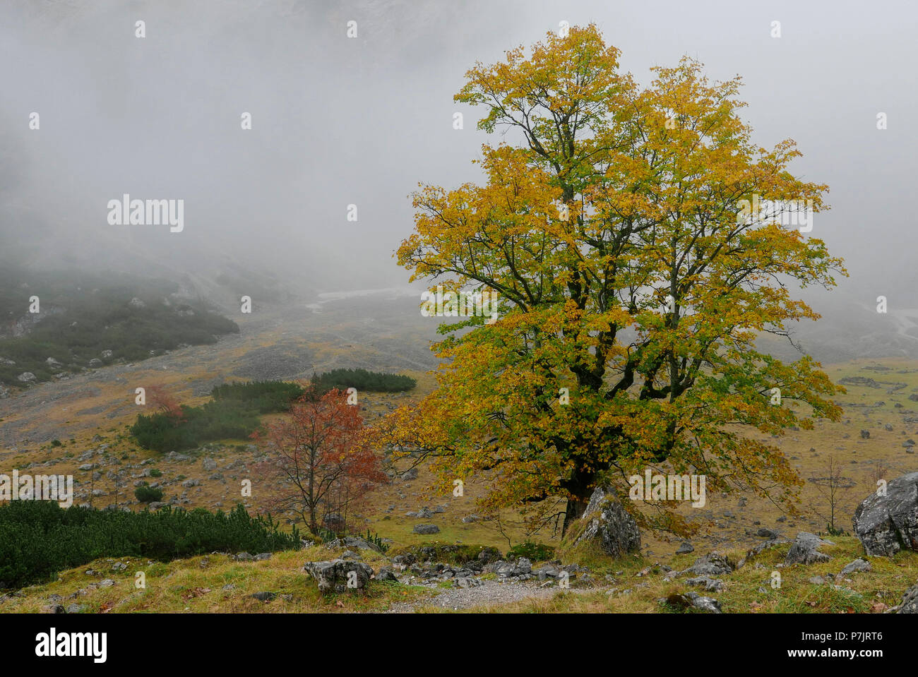 Colourful sycamore maple in front of low stratus in a 'Kar' (talus), Upper Bavaria Stock Photo
