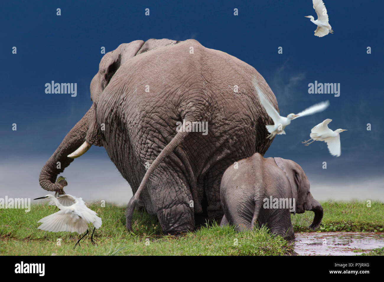 African bush elephants, Loxodonta africana, adult and juvenile, from behind, swampland, Amboseli National Park, Kenya, East Africa Stock Photo
