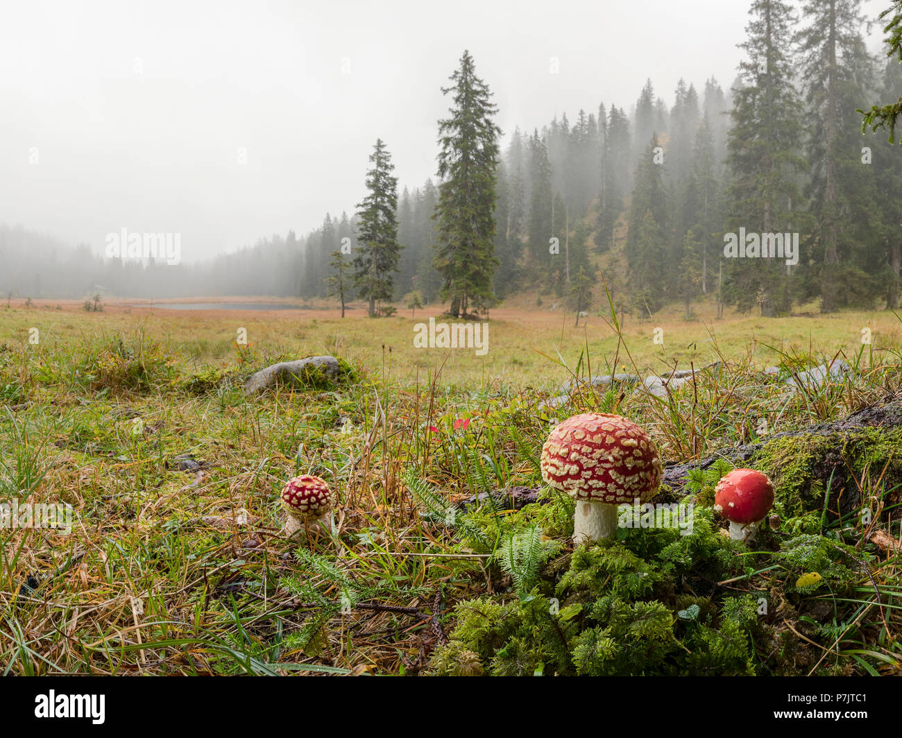 Fly agarics, Amanita muscaria, forest, fog, glade, Wildsee (lake) Stock Photo