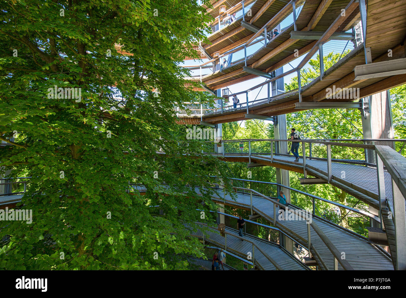 Beech tree in the middle of the canopy pathway at Naturerbe Zentrum Rügen Stock Photo