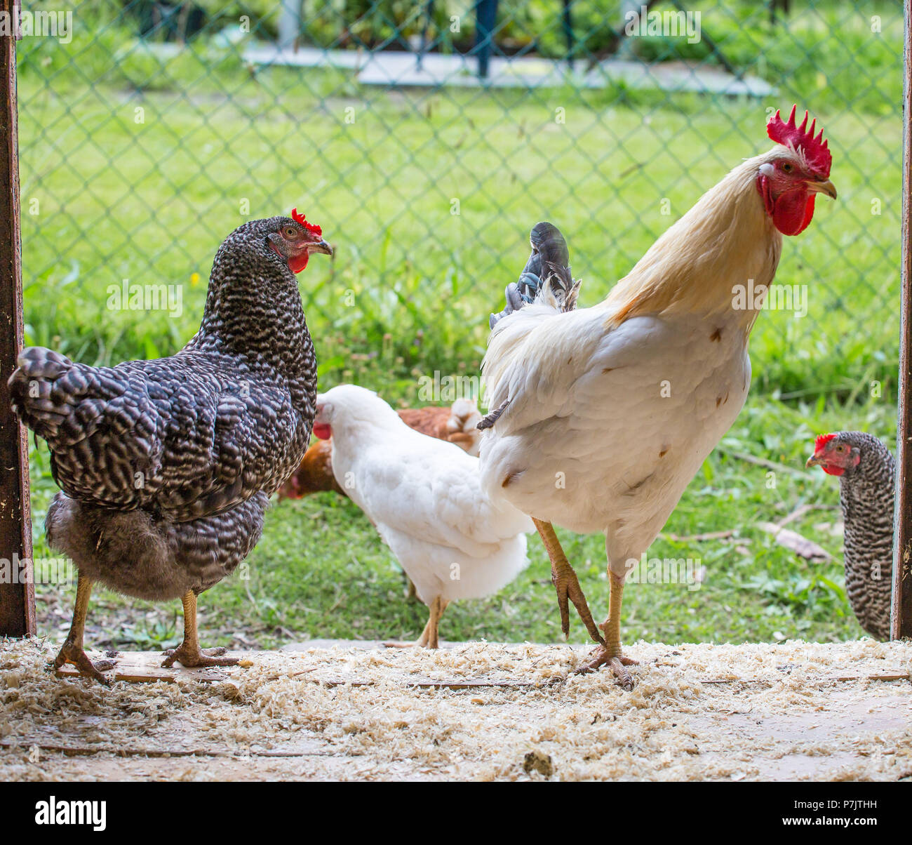 healthy chickens in a chicken run Stock Photo - Alamy