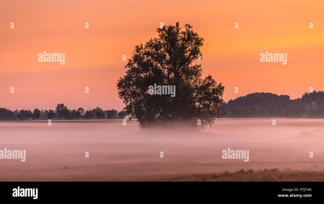 Tree in morning fog Stock Photo