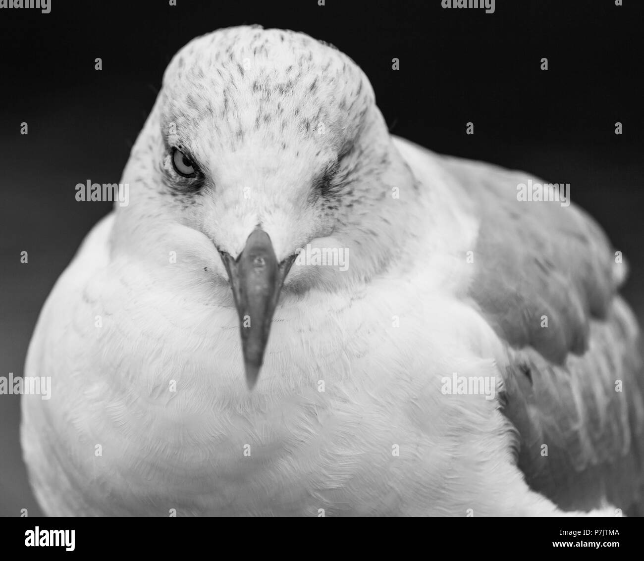 one-eyed seagull Stock Photo