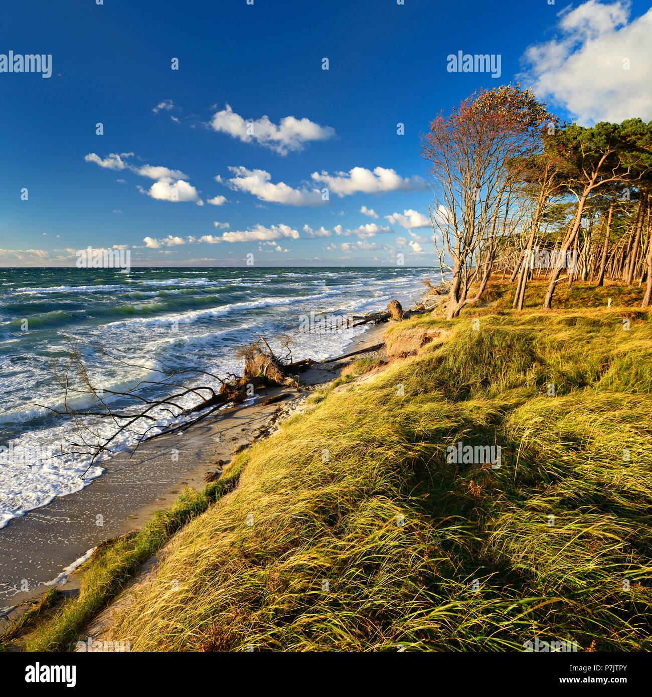 Germany, Mecklenburg-Western Pomerania, Fischland-Darß-Zingst, Darss 