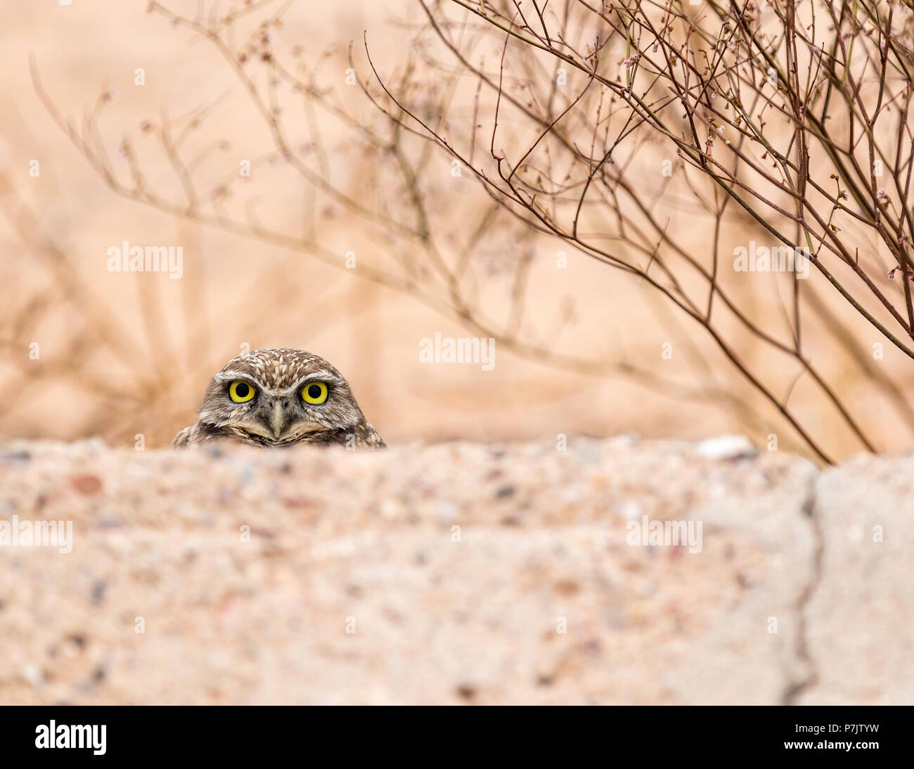 Burrowing Owl in the Arizona Desert Stock Photo