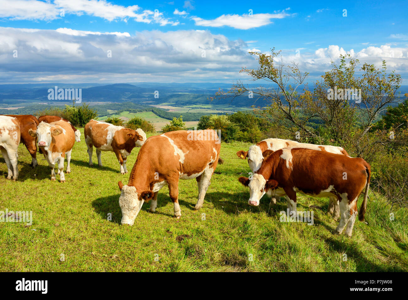 Germany, Thuringia, near Meiningen, Anterior Rhön, 'Gebaberg' or 'Hohe Geba' (mountain), cattle grazing on meadow Stock Photo