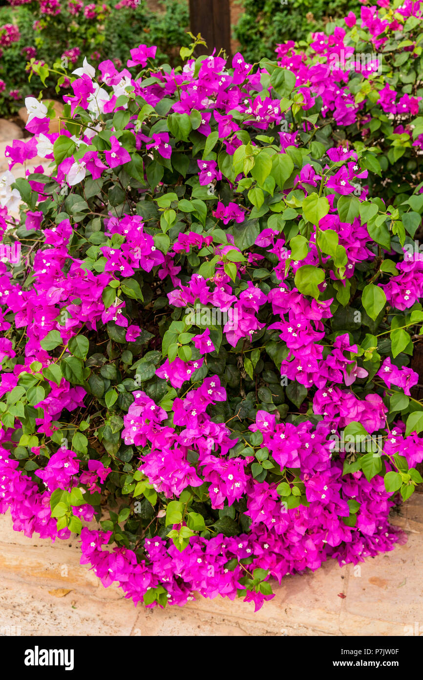 Sowayma Flowering bougainvillea, (bougainvillea glabra), Sowayma, Dead Sea ...