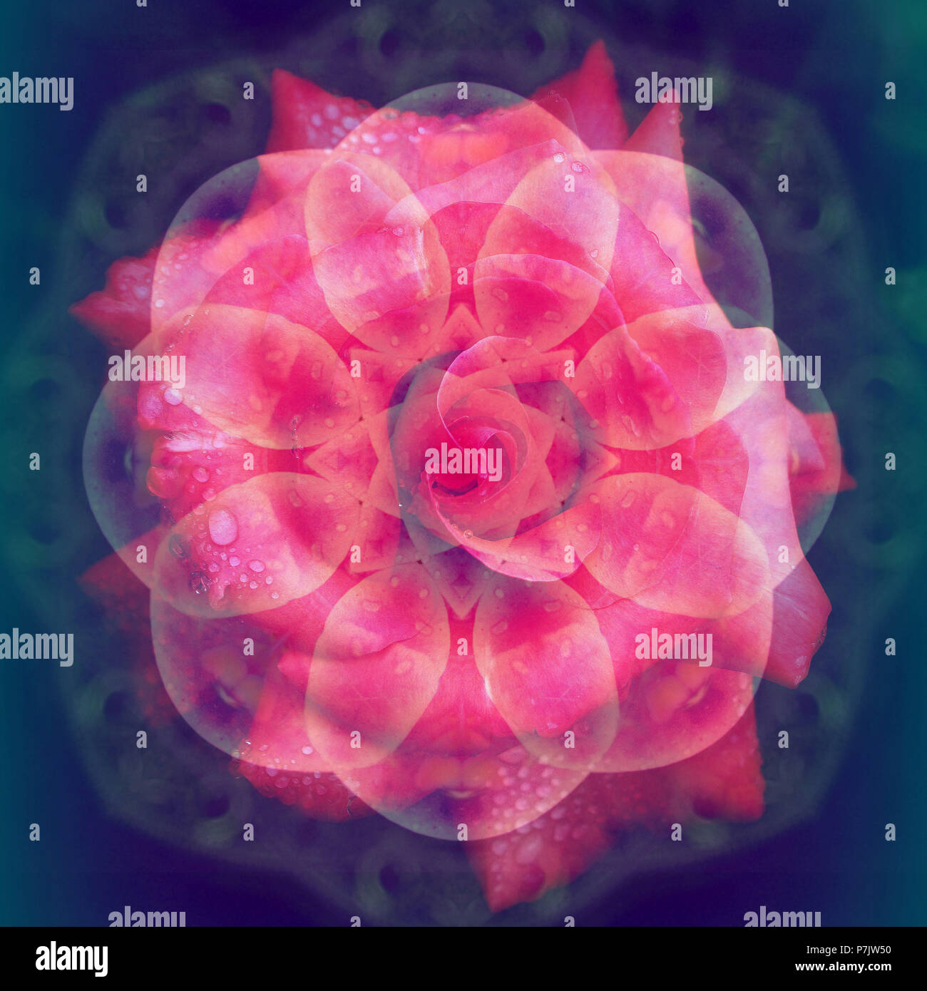 Photographic flower mandala, pink, Stock Photo