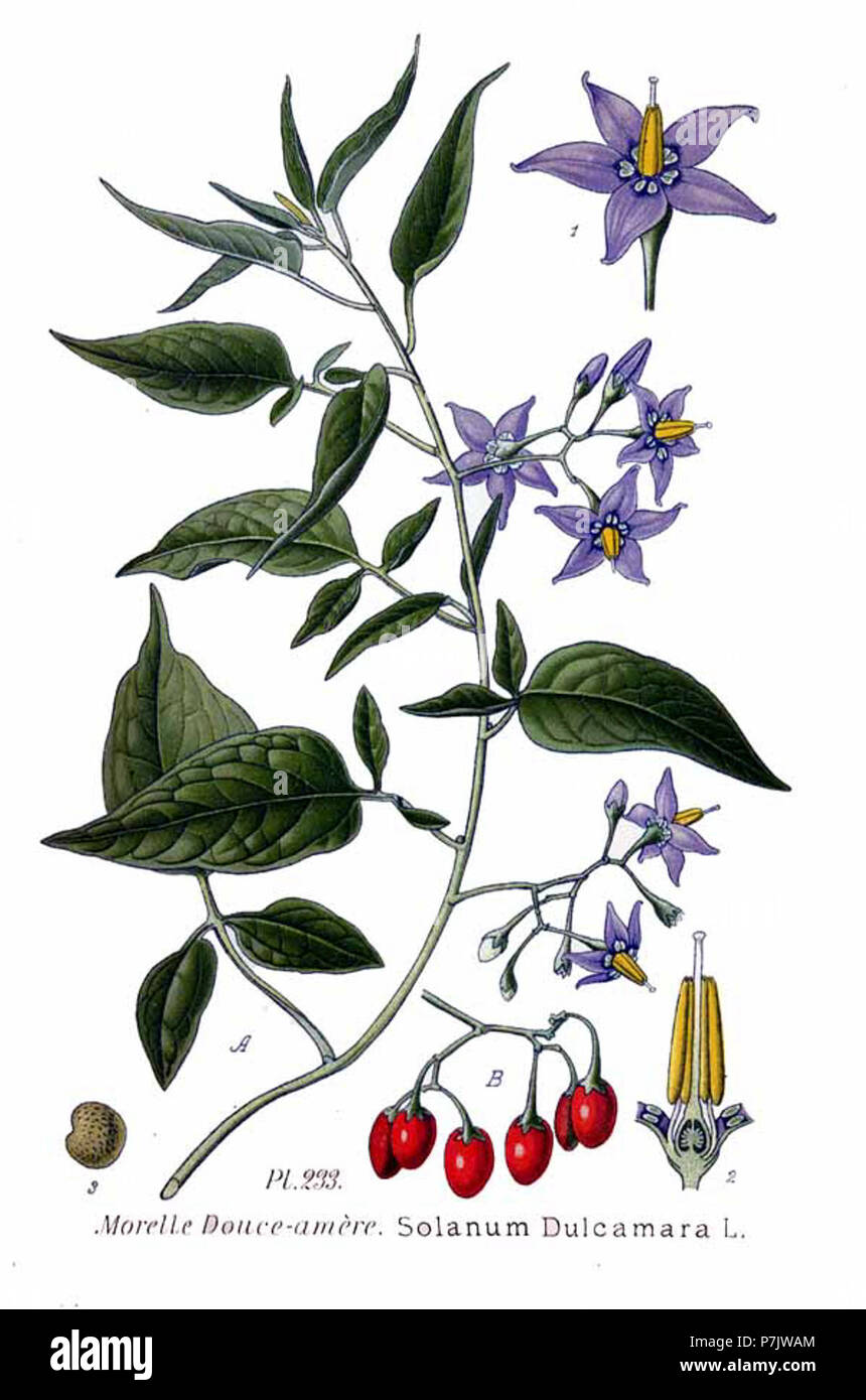 233 Solanum dulcamara L. Stock Photo