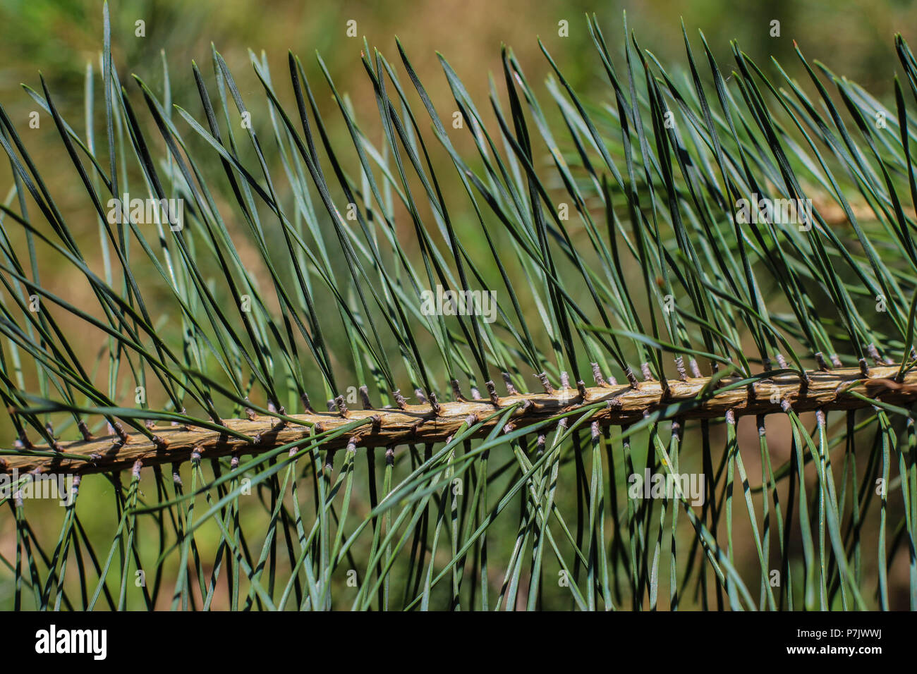 Branch of Pinus heldreichii with fascicles (bundles) of two needle leaf Stock Photo