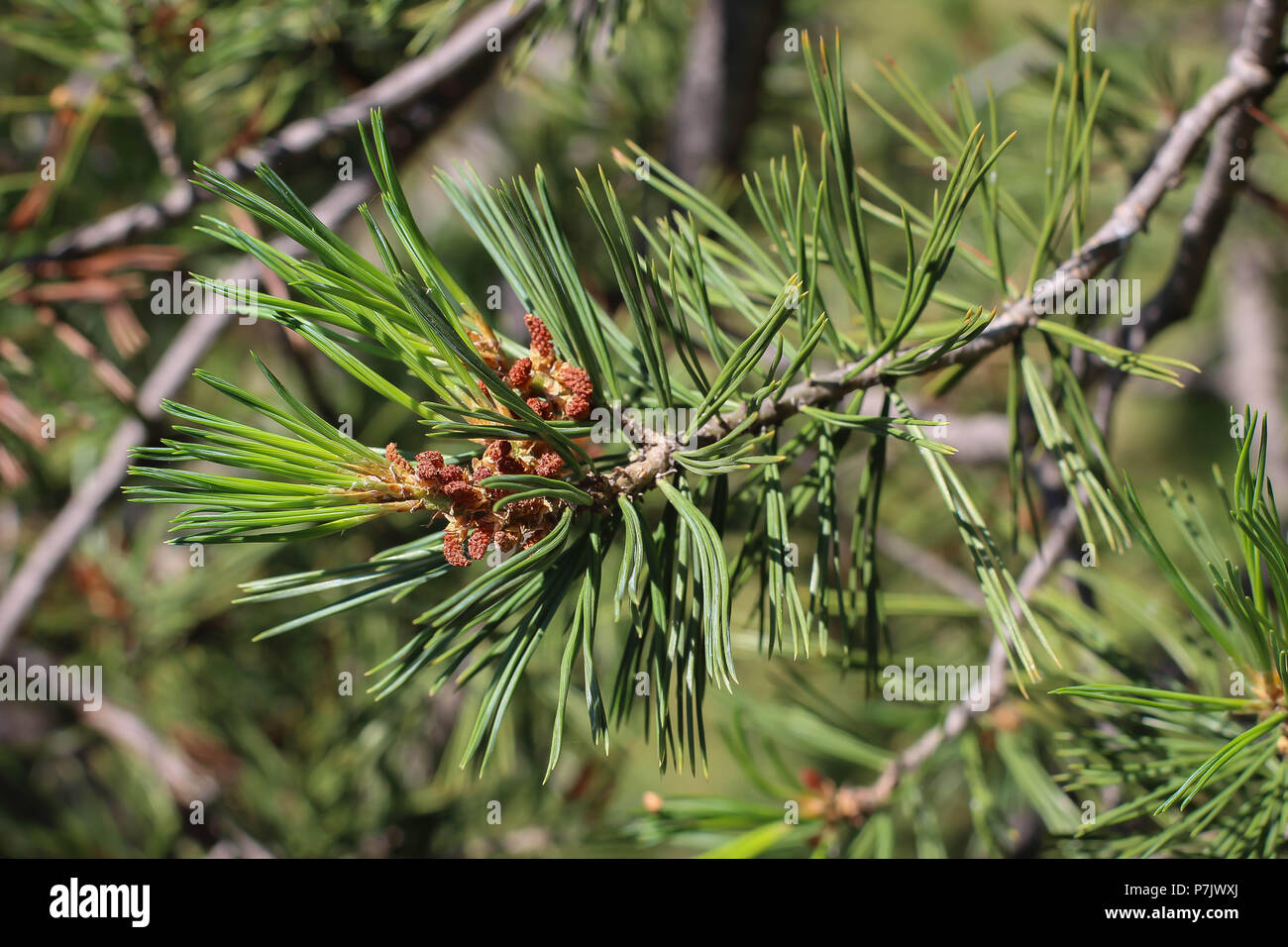 Branch of Pinus peuce with leaves (needles) in fascicles (bundles) of five Stock Photo