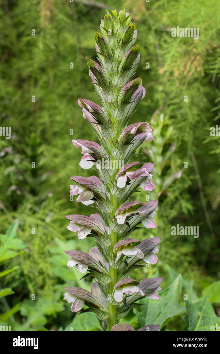 Plant Acanthus balkanicus in flower Stock Photo