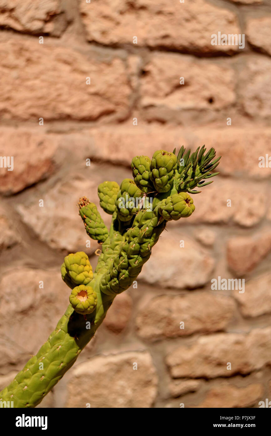 Green cactus against rough stone wall in the town of Toconao, Atacama ...