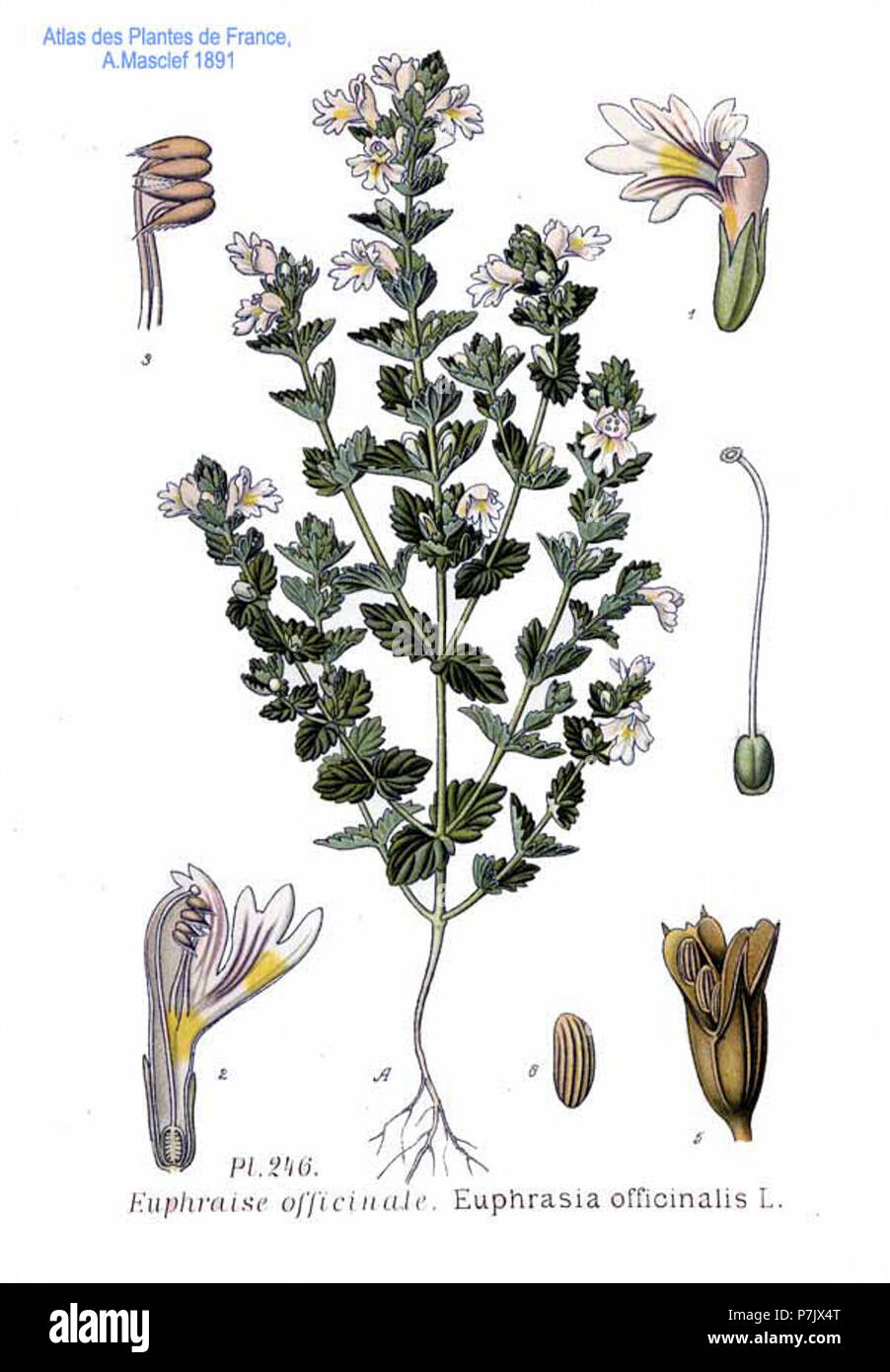 246 Euphrasia officinalis L. Stock Photo