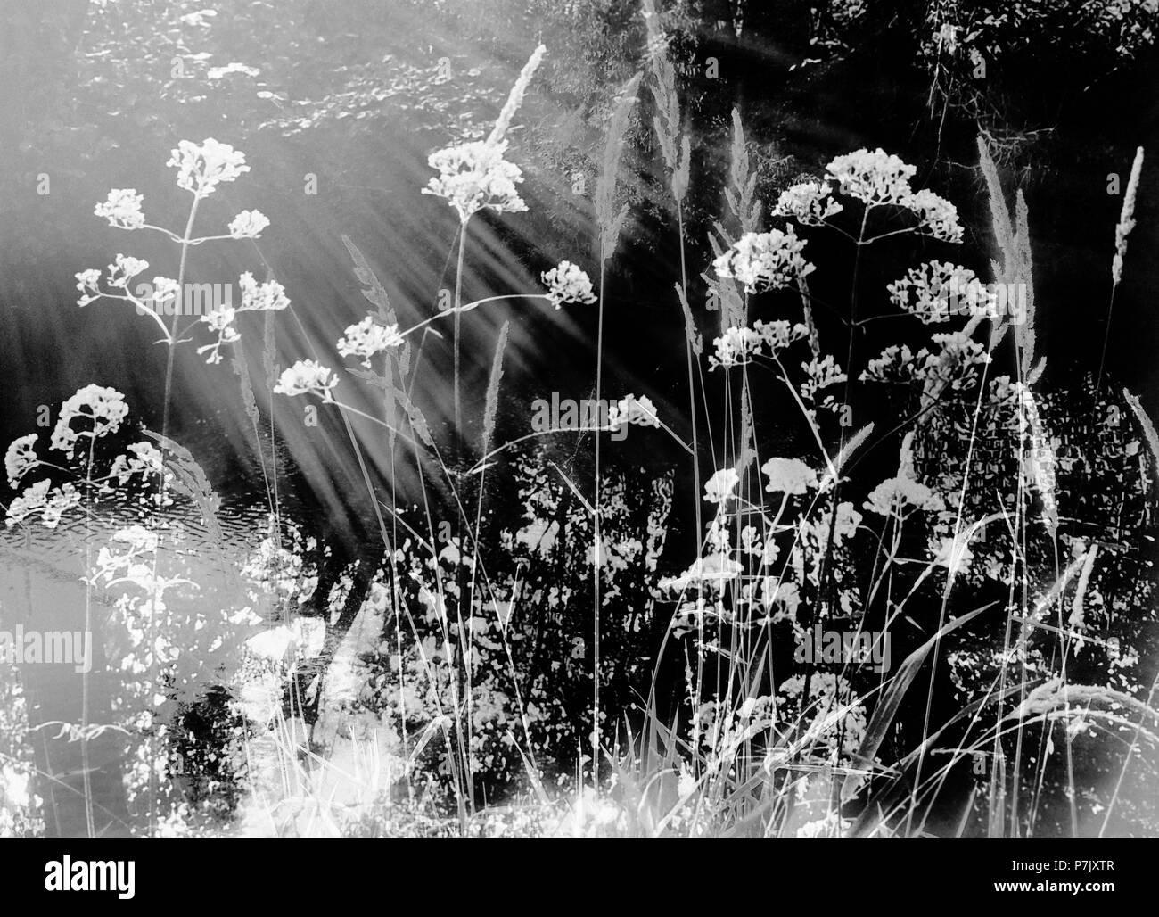 Photomontage, branches, shrubs, flowers Stock Photo