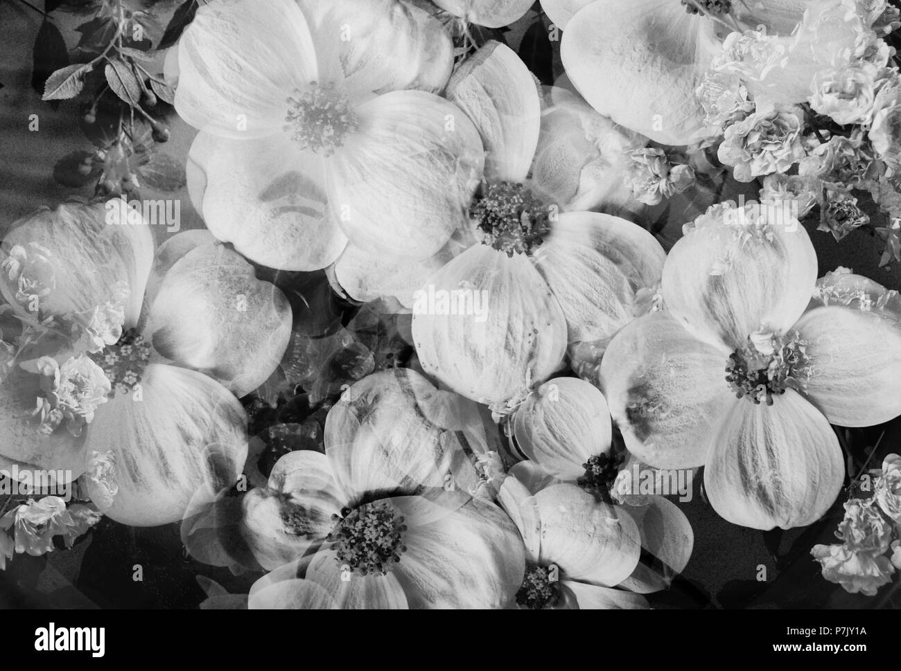 composing, flowers, detail, b/w Stock Photo