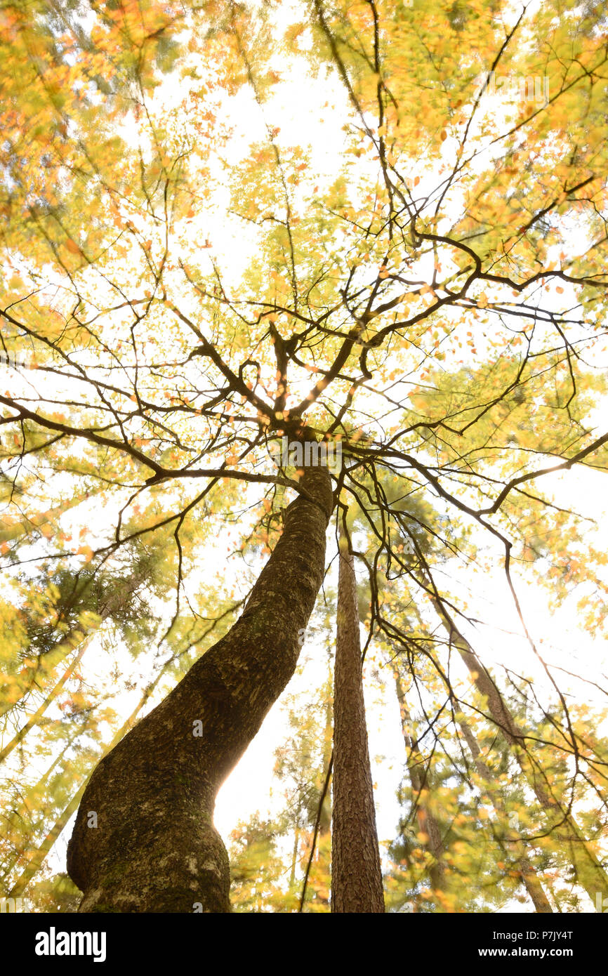 From low perspective skywards seen beech tree in autumn foliage, Stock Photo