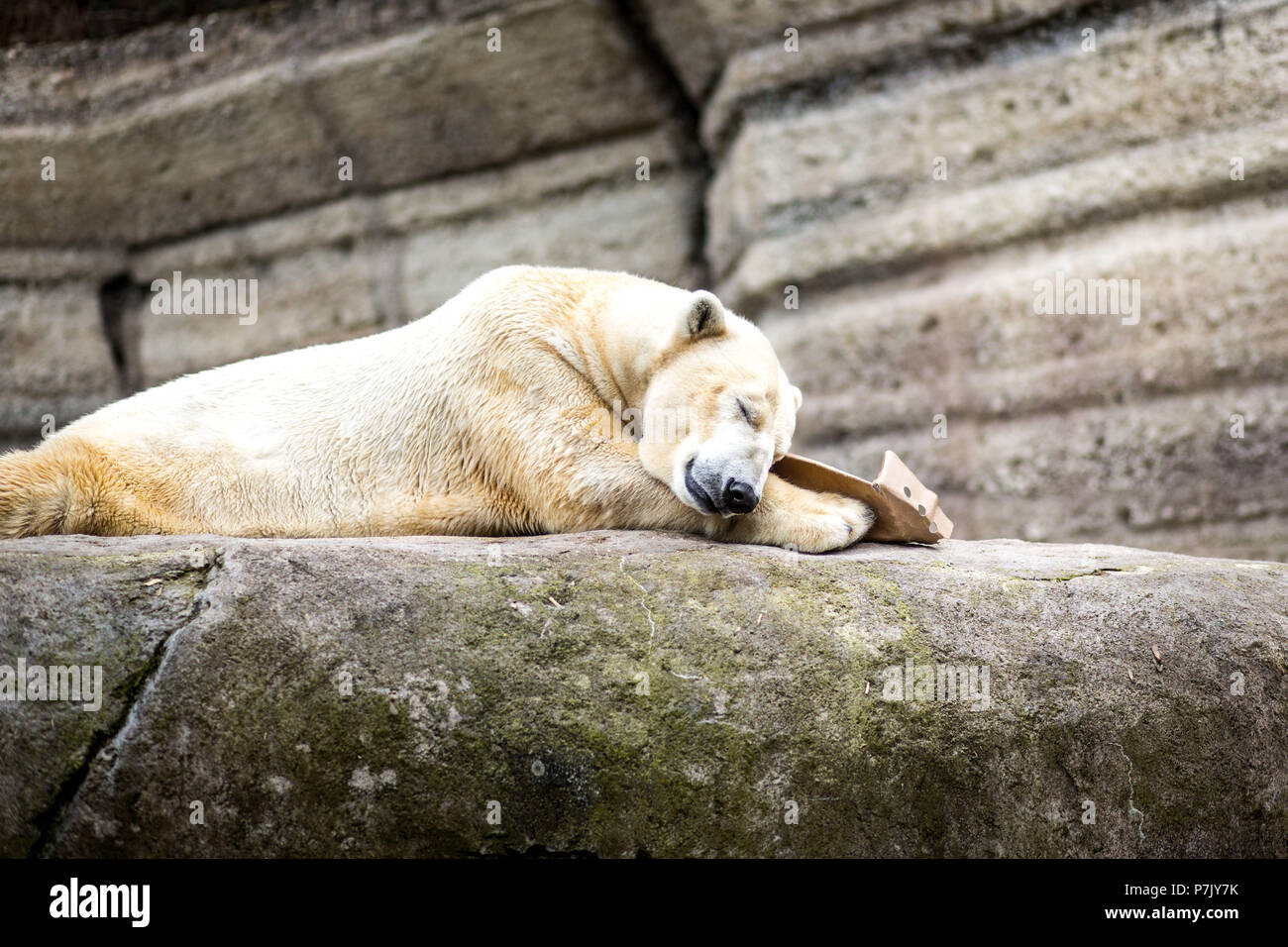 sleeping polar bear in the zoo Stock Photo