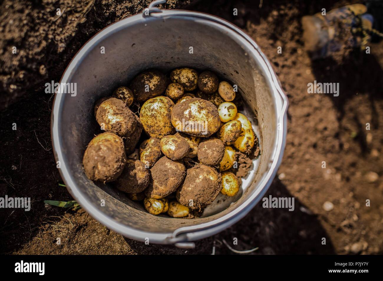 Potatoes in metal bucket, potato harvest, soil Stock Photo Alamy