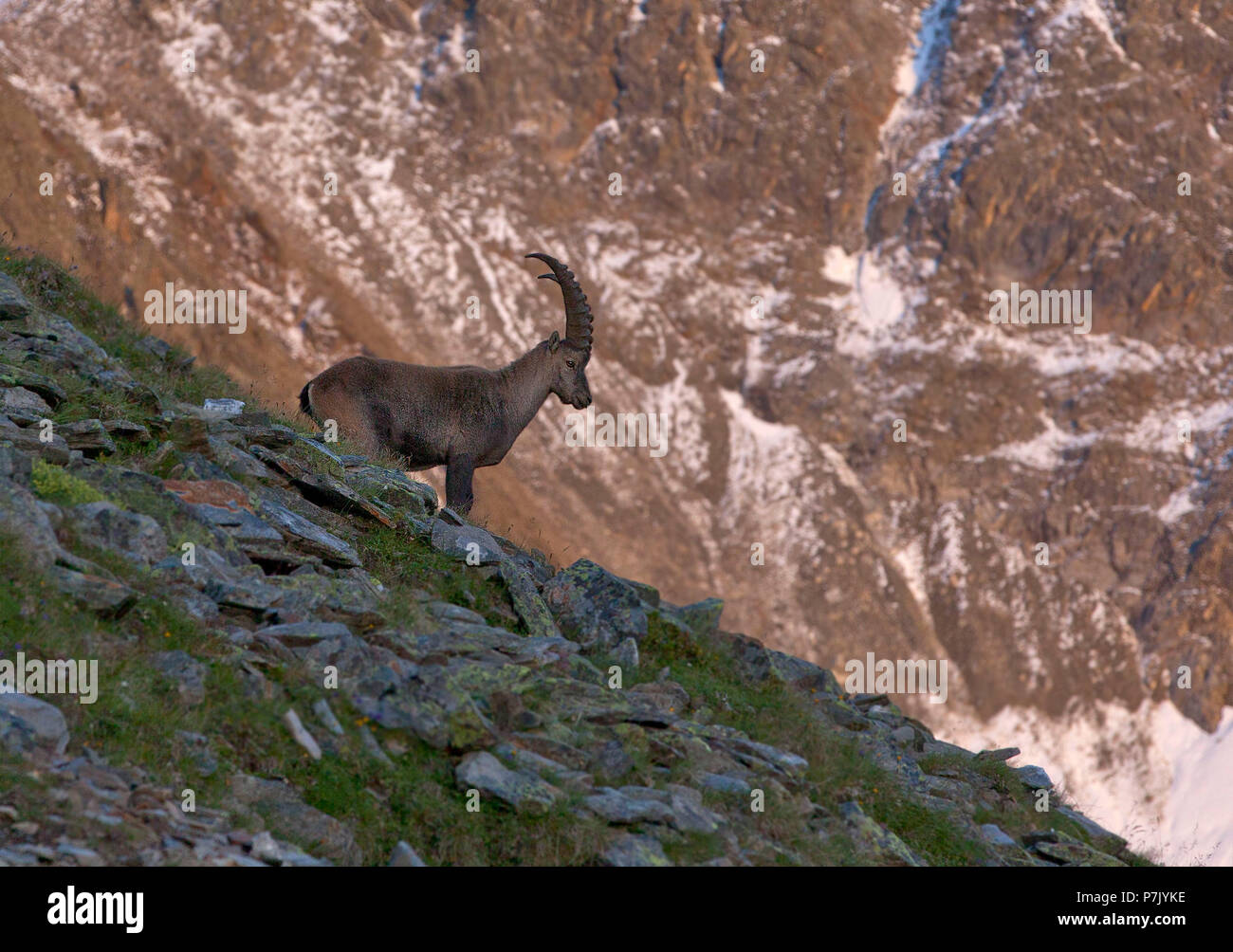 Alpine ibex, Capra ibex Stock Photo Alamy